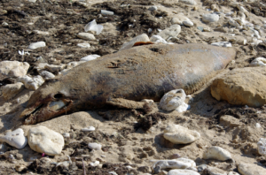 Oil Leak in Southern Russia Leads to Tragic Deaths of Dolphins: An Ecological Disaster in the Making